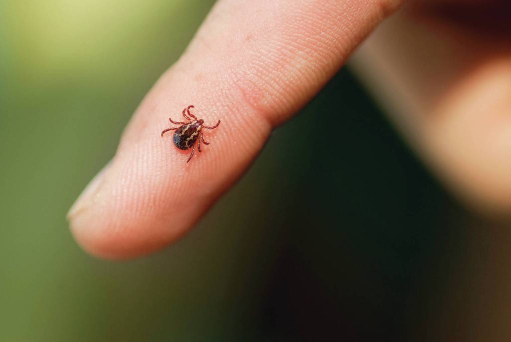 A tiny tick is almost unnoticeable when its hidden by an animals fur (or a humans hair). Interior Health is warning people to check their pets and themselves for the tiny blood-drinkers when they return from enjoying the outdoors. (File photo)