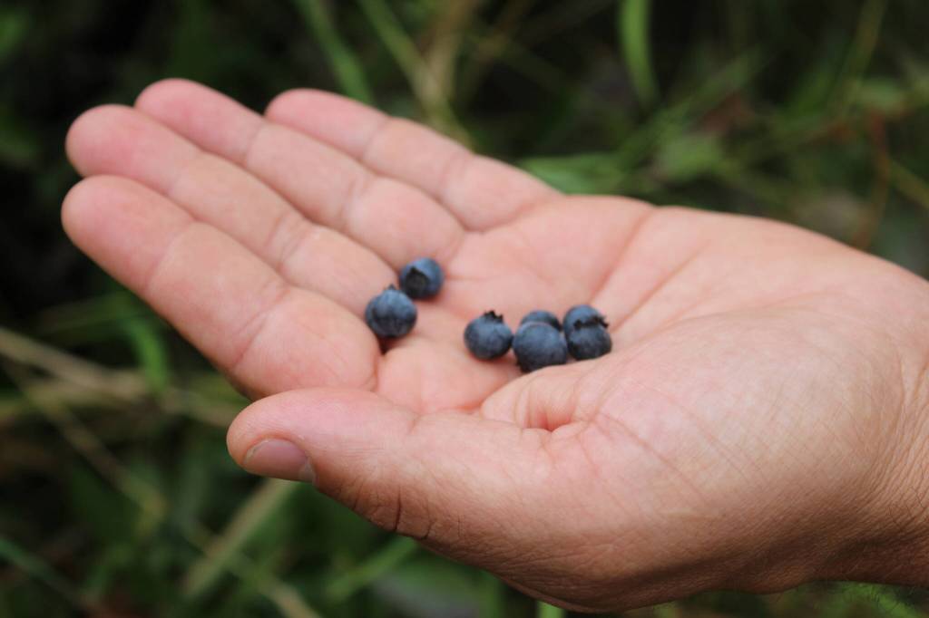 Large blueberry bushes grow freely on Soggy Bottom Farm. Photo by Bailey Jo Josie/Sound Publishing.
