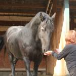 (Photos by Bailey Jo Josie/Sound Publishing) 
Dante is from the Netherlands and currently lives at Serenity Equine. He is a therapy horse who works with veterans from the Odyssey Project for Wounded Warriors.