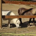 (Photos by Bailey Jo Josie/Sound Publishing) 
Blue (left) and Stormy are miniature horses living at Serenity Equine. They stand at 32-inches and 34-inches tall.