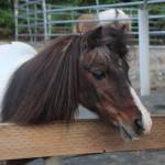 Little D was rescued from a hoarding situation and weighed only 100 pounds when arriving at Serenity Equine. Born in 1987, hes almost completely blind.