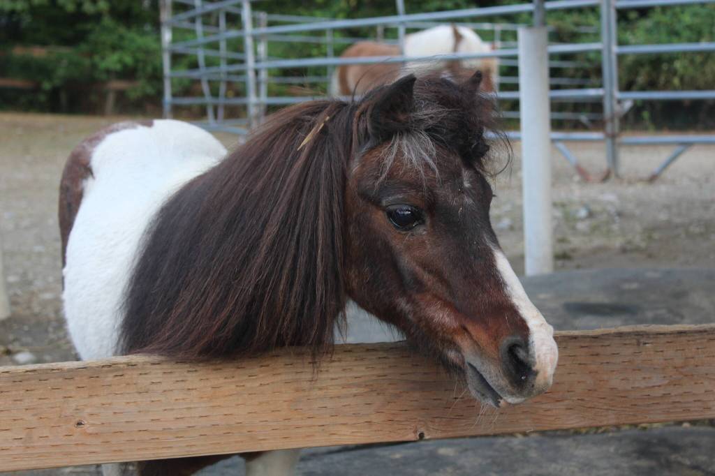 Little D was rescued from a hoarding situation and weighed only 100 pounds when arriving at Serenity Equine. Born in 1987, hes almost completely blind.