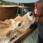 Moo is a beloved member of the Serenity Equine family. He spends most of his time with three goats.