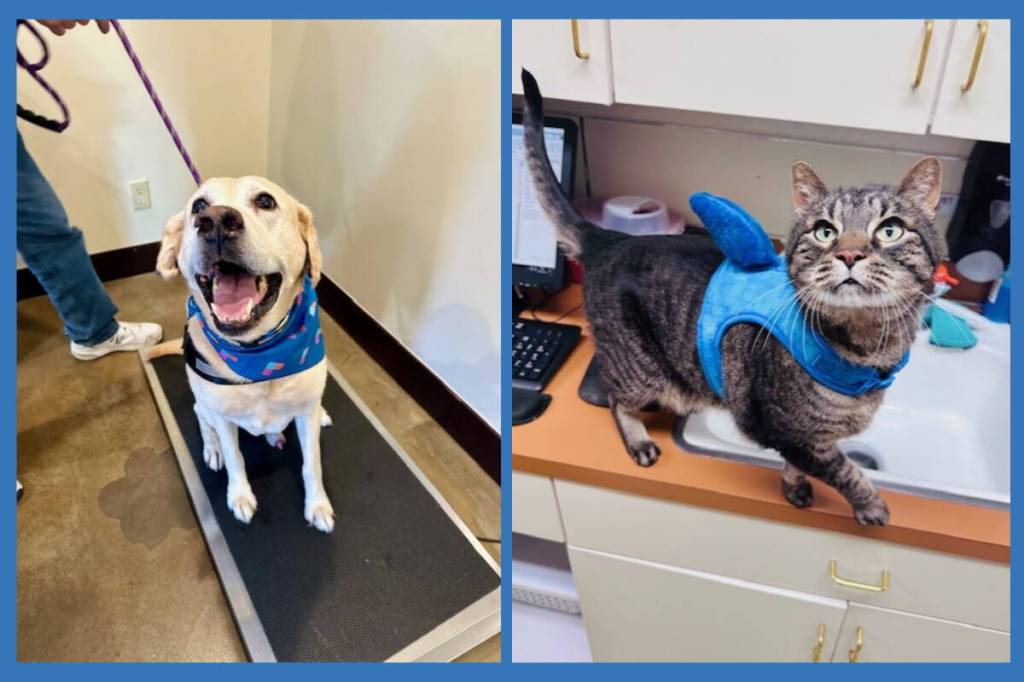 Every pet deserves a stress-free visit, says Brigitte Stafford, a veterinary technician. Photo courtesy of Covington Animal Hospital.