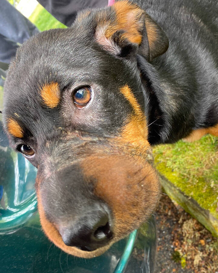 Photo courtesy of Regional Animal Services of King County (RASKC)