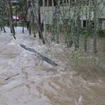 Large logs and trees were constantly rushing downriver. Photo by Bailey Jo Josie/Sound Publishing.