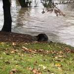A beaver rests on the banks of the Cedar River near the Renton Memorial Stadium. Screenshot from video courtesy of Debbie Muratore