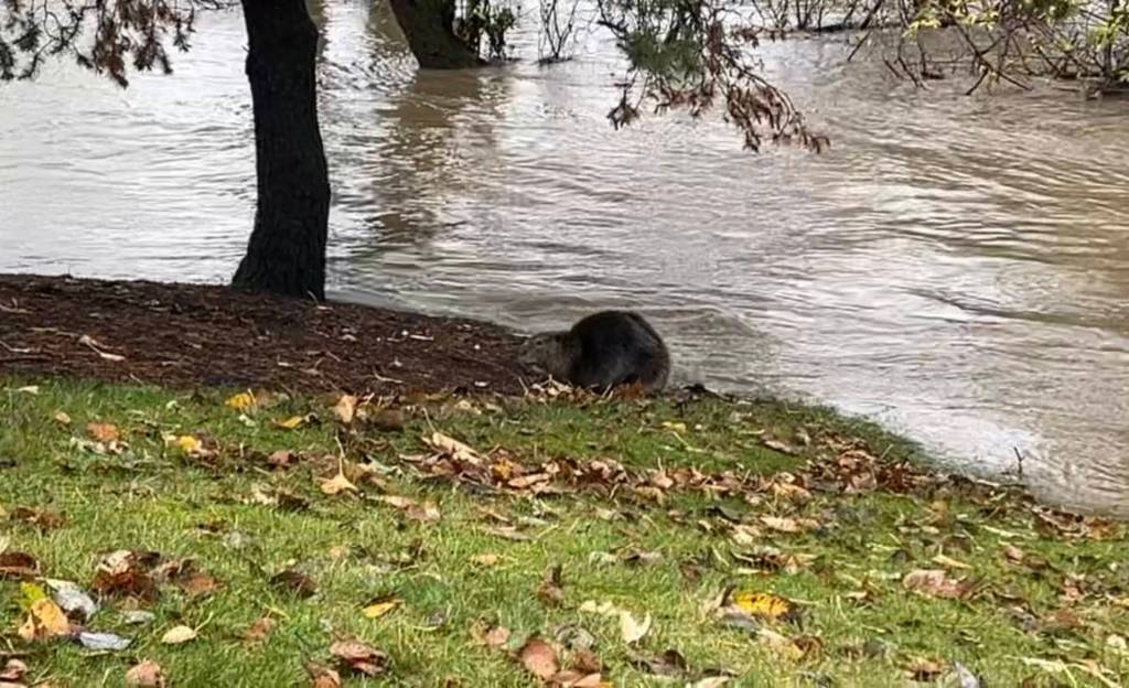 A beaver rests on the banks of the Cedar River near the Renton Memorial Stadium. Screenshot from video courtesy of Debbie Muratore