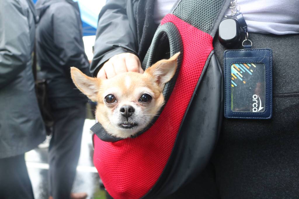 Tatcha is a frequent rider on King County Metro, staying safe and sound in the shoulder bag of Chris C.A. of Renton. C.A. uses the monthly PugetPass on an ORCA card to use public transit. Photo by Bailey Jo Josie/Sound Publishing
