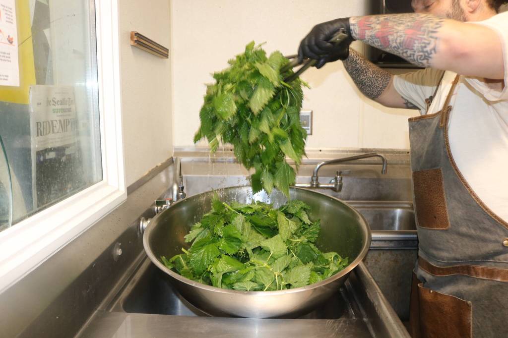 Photo by Bailey Jo Josie/Sound Publishing.
Nettles sting, but not after Chef Jason Vickers of Natoncks Metsu prepares them for soaking and blanching in his Renton kitchen he shares with other local cooking companies like Rain City and Liiv for Flavor.