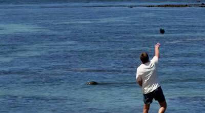 A Covington man reportedly throws a rock at a Hawaiian monk seal May 5 in Maui. COURTESY PHOTO, U.S. Attorneys Office, District of Hawaii